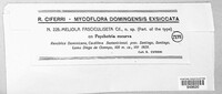 Meliola fasciculiseta image